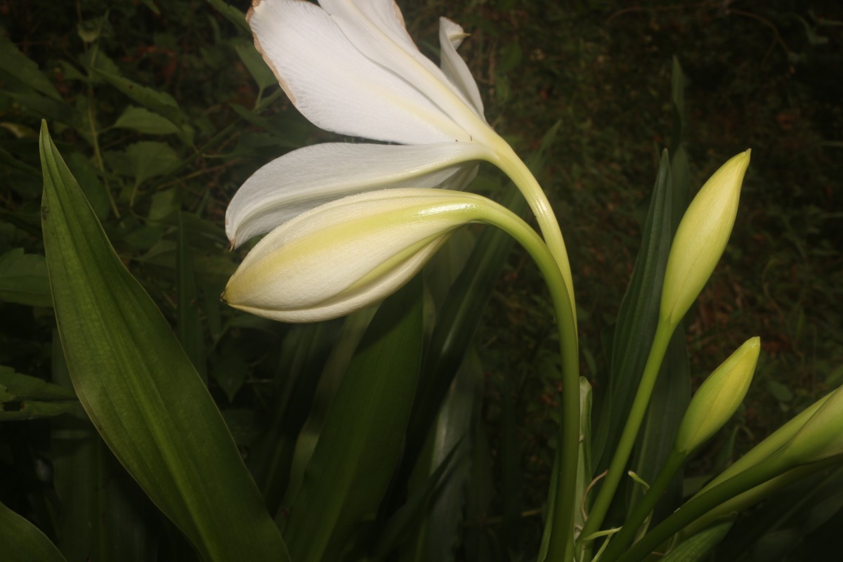 Crinum moorei Hook.f.